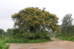 Acacia leucophloea